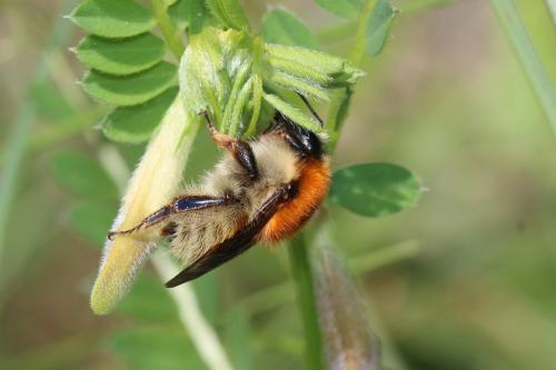 Bombus humilis